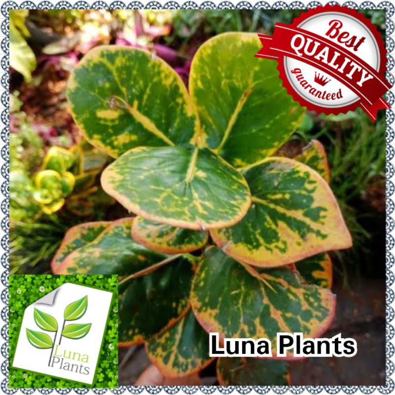 tanaman puring croton koin - pohon puring koin - puring koin