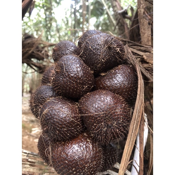 

Salak Pondoh Manis Fresh 1 Kg