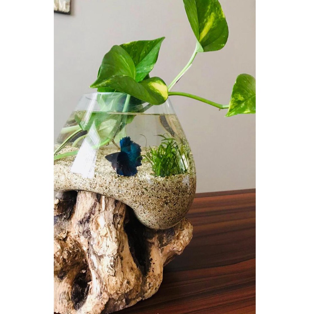 POT KACA TIUP ALAS KAYU GAMAL / AQUARIUM CUPANG - SIZE 12cm, 15cm, 18cm, 20cm