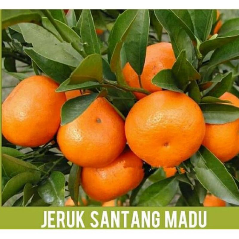 Bibit jeruk santang madu super
