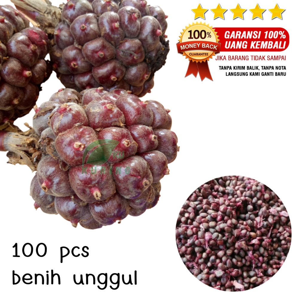 100PCS - BIJI BENIH BIBIT UNGGUL KECOMBRANG POHON MERAH DAN HIJAU