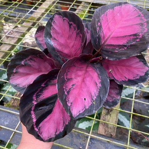 tanaman calathea roseopicta/crimson x seri terbaru import
