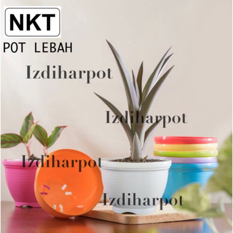 pot bunga tanaman lebah warna warni 12cm - nkt lebah