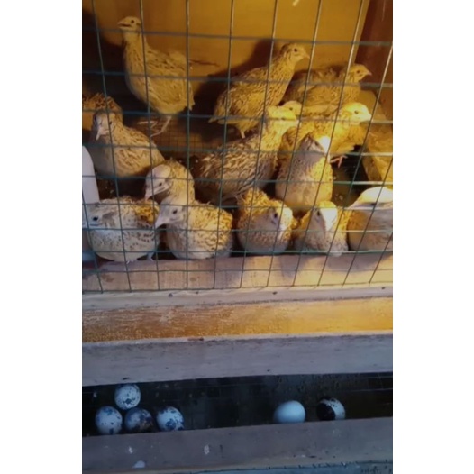 PUYUH BETINA SIAP TELUR DEWASA HIDUP PST MANUK GEMAK BURUNG PETELOR QUAIL EGG SEHAT LINCAH PRODUKTIF