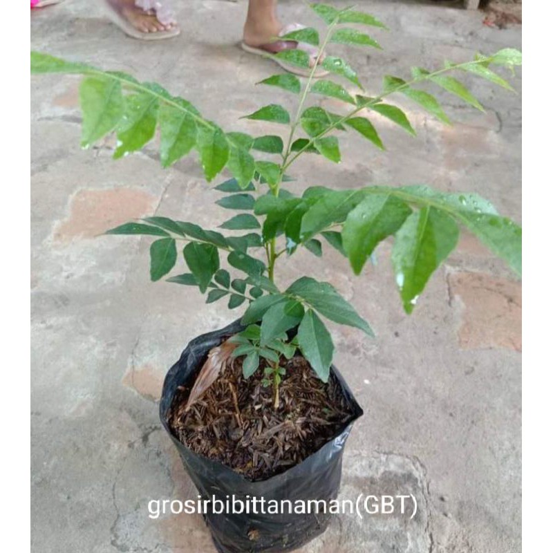 Bibit salam koja Daun kari