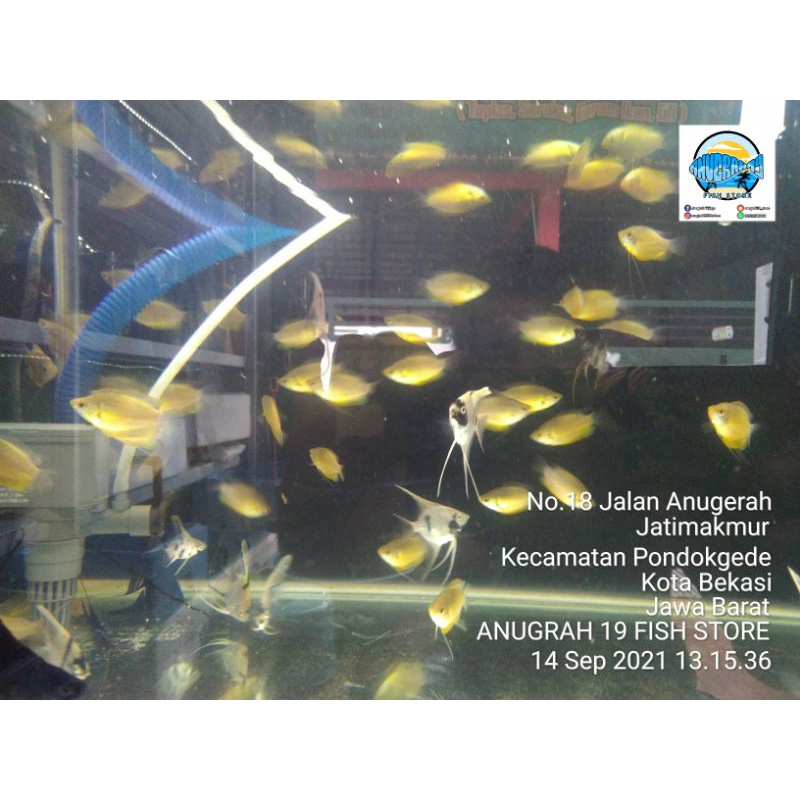Ikan hias sepat madu - ikan hias aquascape