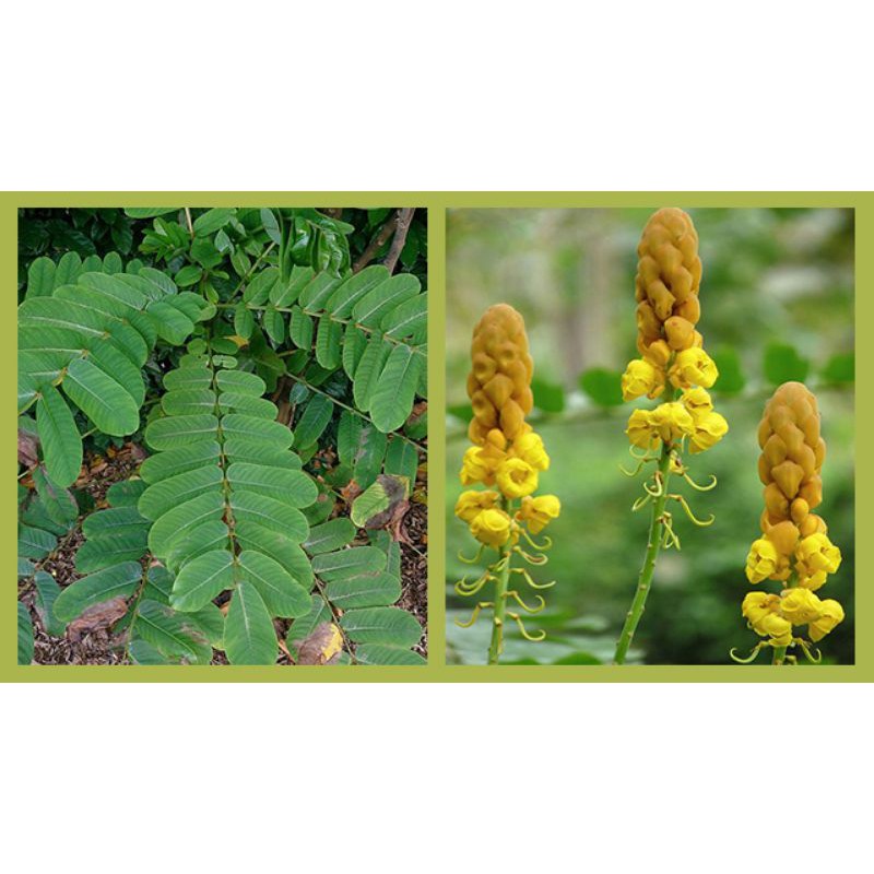 

DAUN KETEPENG KETAPANG CINA KIMANILA 1KG