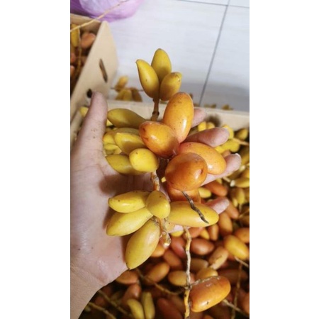 

KURMA MUDA PROMIL ½KG