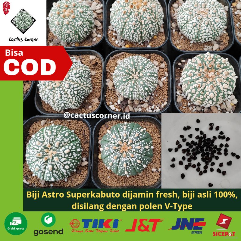 Biji Benih Kaktus Astro Astrophytum Superkabuto Super Kabuto Variegata V-Type