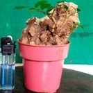 bonsai serut on the rock