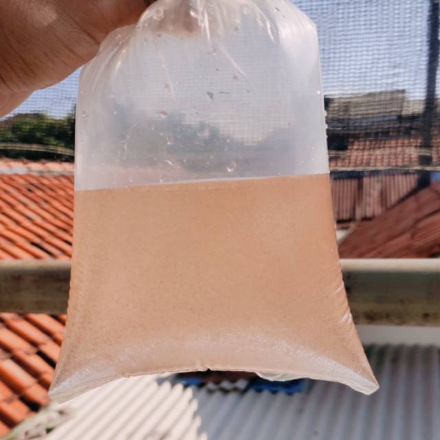 Artemia Tetas / Artemia Hidup