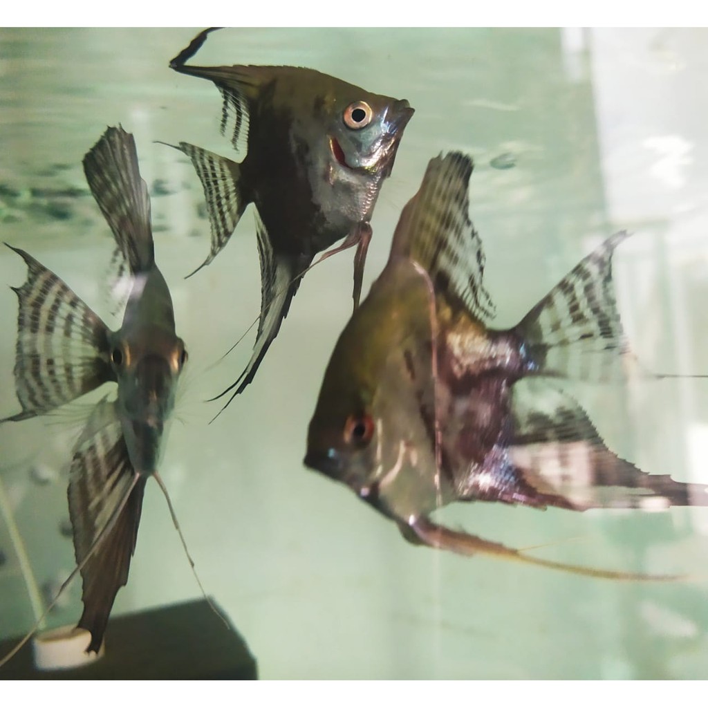 Ikan manfish smokey ikan layang layang size XL