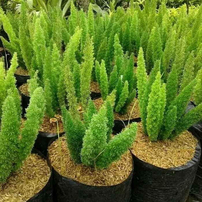 promo tanaman hias ekor tupay/tanaman hidup ekor tupay