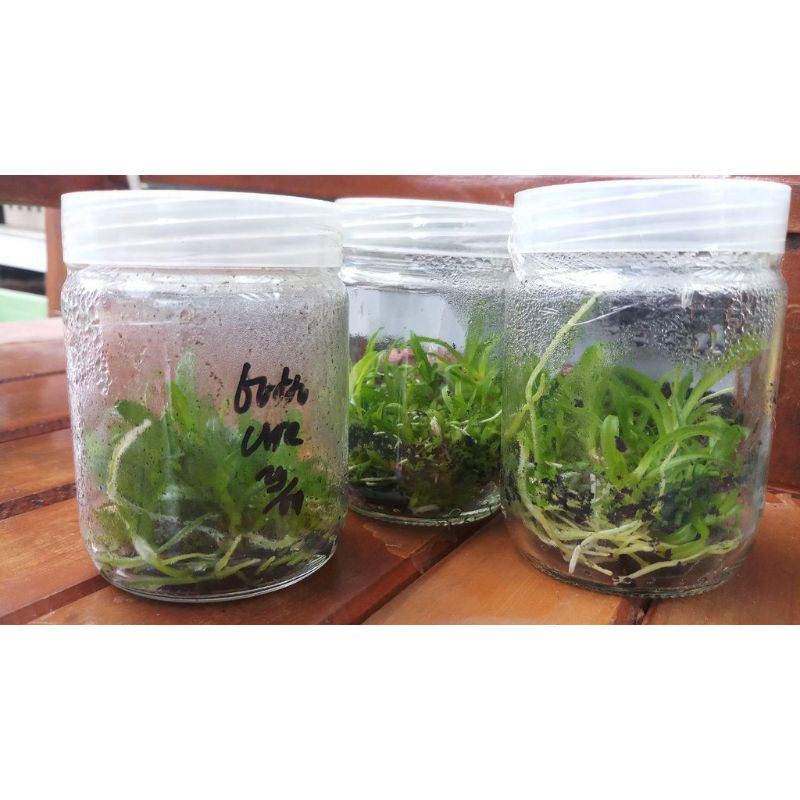 Bibit Anggrek Botol Dendrobium Keriting Hybrid Siap Tanam