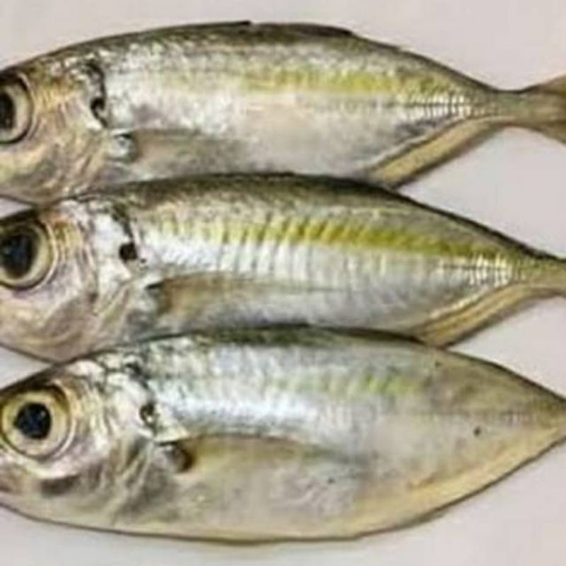 

ikan kembung mata belo