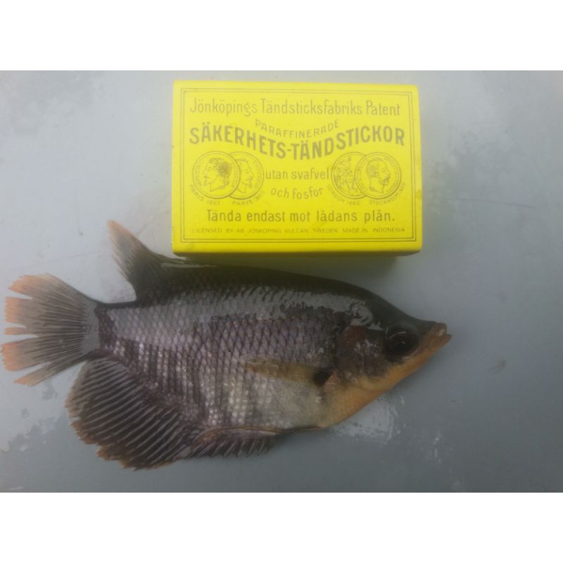 Bibit ikan Gurame Soang Size ngorek