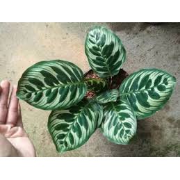 Calathea makoyana maranta calathea makoyana
