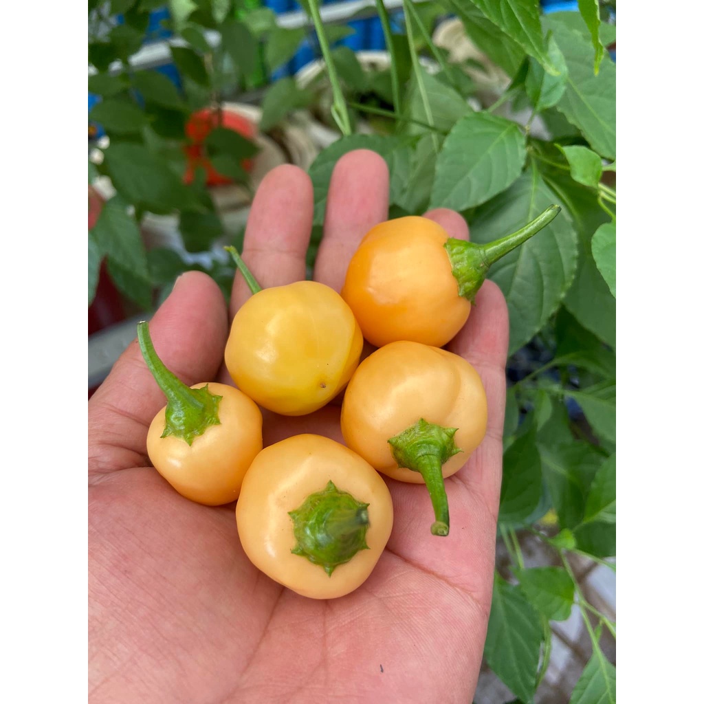 Benih Bibit Biji - Cabai Peppa Peach Pepper Cabe Seeds