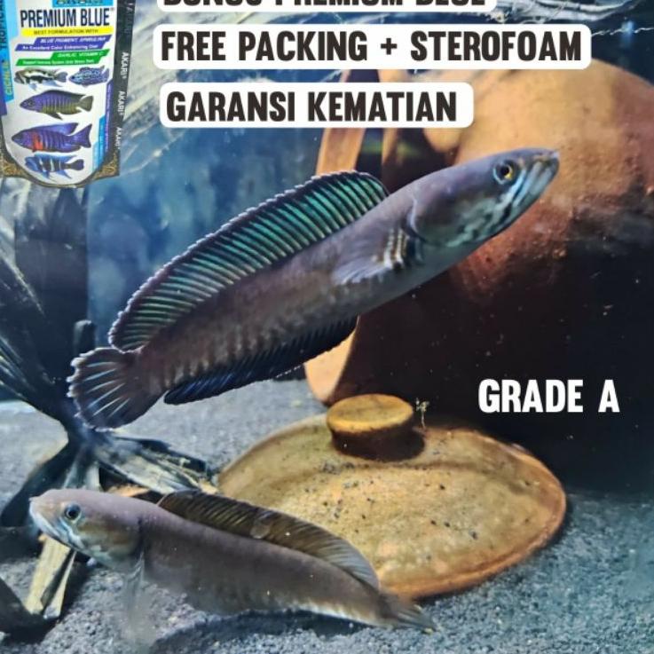 [PRODUK 7BFK9] channa andrao 5cm-6cm grade A calon gondrong free packing dan pelet QED
