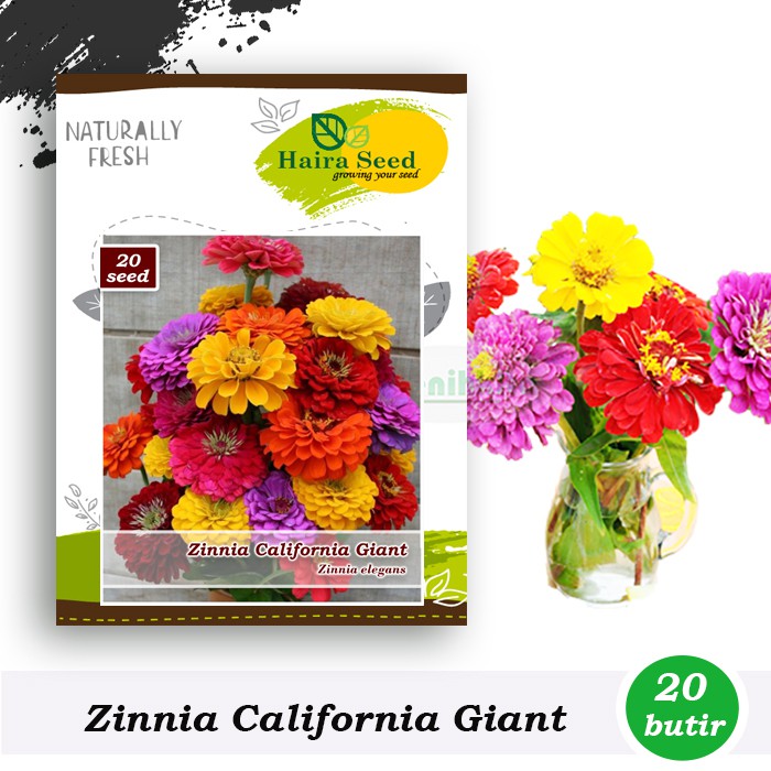 Benih-Bibit Bunga Zinnia California Giant Mix (Haira Seed)