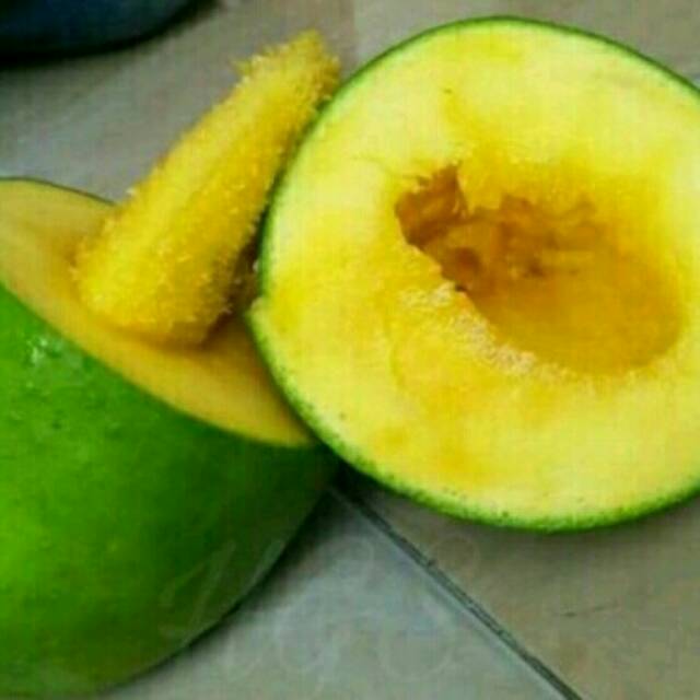 Bibit Tanaman Buah Mangga Alpukat Klonal 21