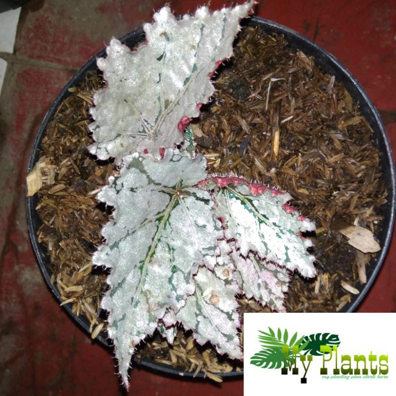 Tanaman Hias Bunga Begonia Rex Silver RIMBUN