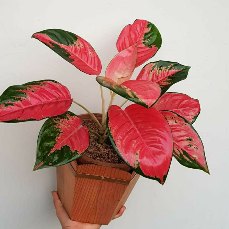 anakan red kocin / bunga aglonema baby red kochin