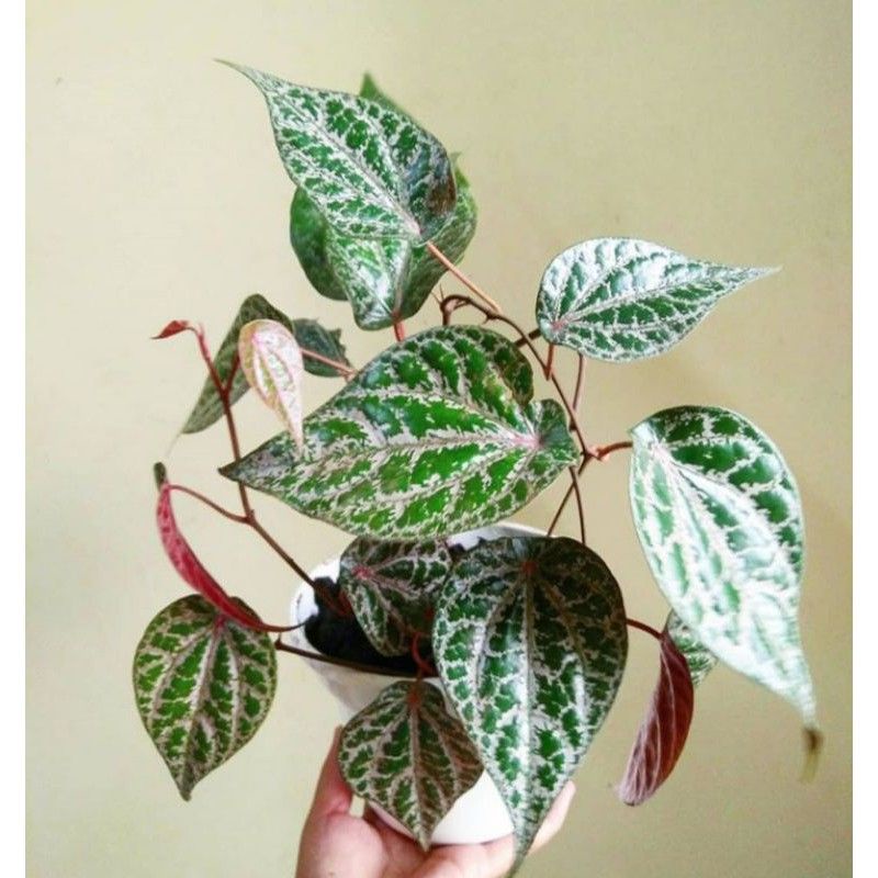 Bibit Sirih Merah Pohon Sirih Merah Bibit Daun Sirih Merah Piper Ornatum Pohon Daun Sirih Merah