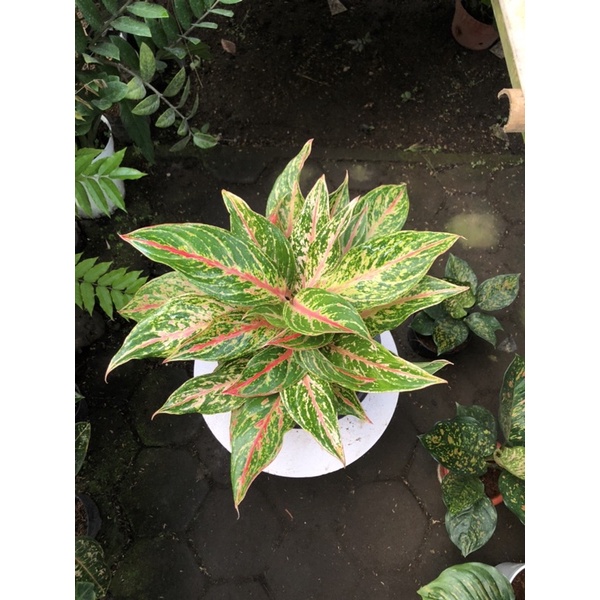 Aglaonema butterfly rumpun 5