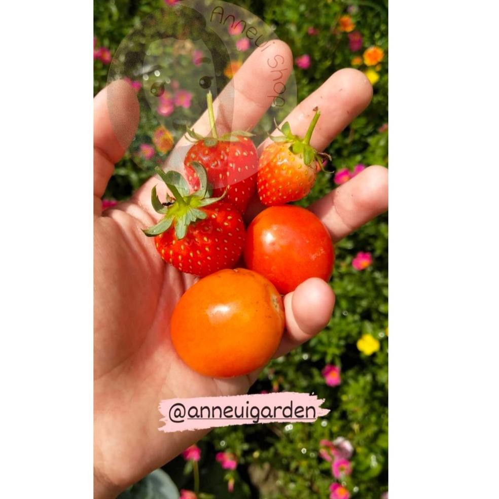 

[Terlaris Today] 5 Seeds - Strawberry Alpine Alexandria Haira Seed Biji - SR0153