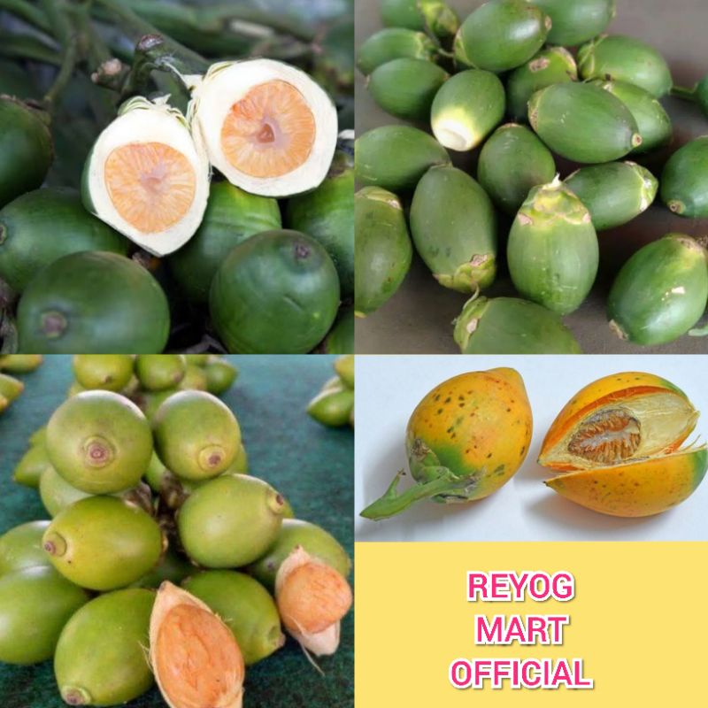 

BUAH PINANG / JAMBE SEGAR MATANG / MENTAH TERBARU FRESH