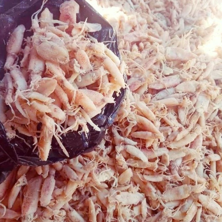 

Baby cumi mini 1cm-3cm