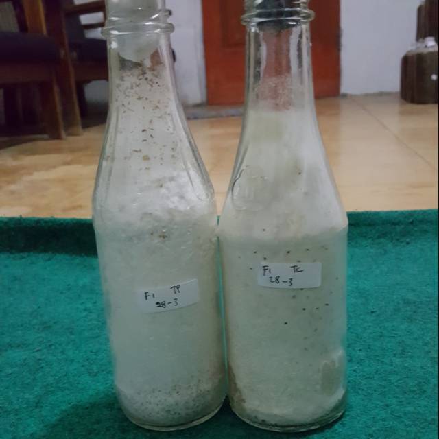 Bibit f1 jamur tiram