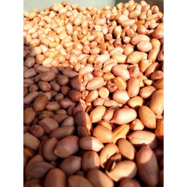 

Kacang Tanah