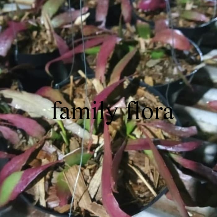 Tanaman Hias wijaya kusuma tasbih - wijaya kusuma