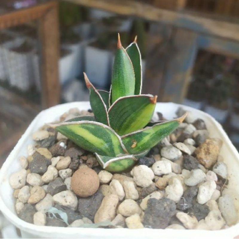 rorida varigata mini