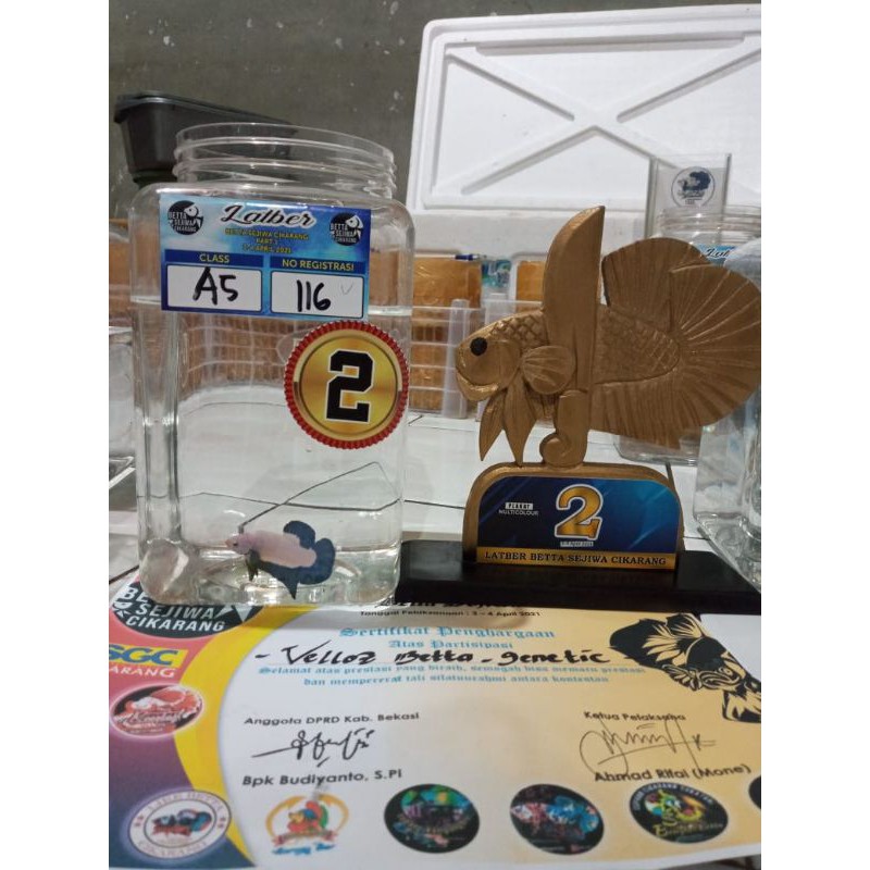 

bluerim bigcolor Top Grade