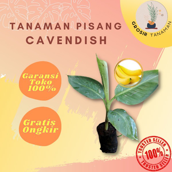 Bibit Buah Pisang Cavendish Pohon Pisang Kuning Cavendish