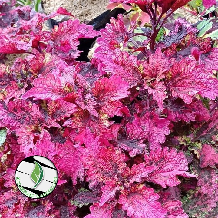 Bunga Miana Ekor Naga Merah Tanaman Hias Hidup Miyana Langka Sultan Premium Murah Iler Jawer Kotok