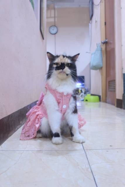 Dress renda satin pink lucu untuk kucing dan anjing / baju kucing murah size S-XL