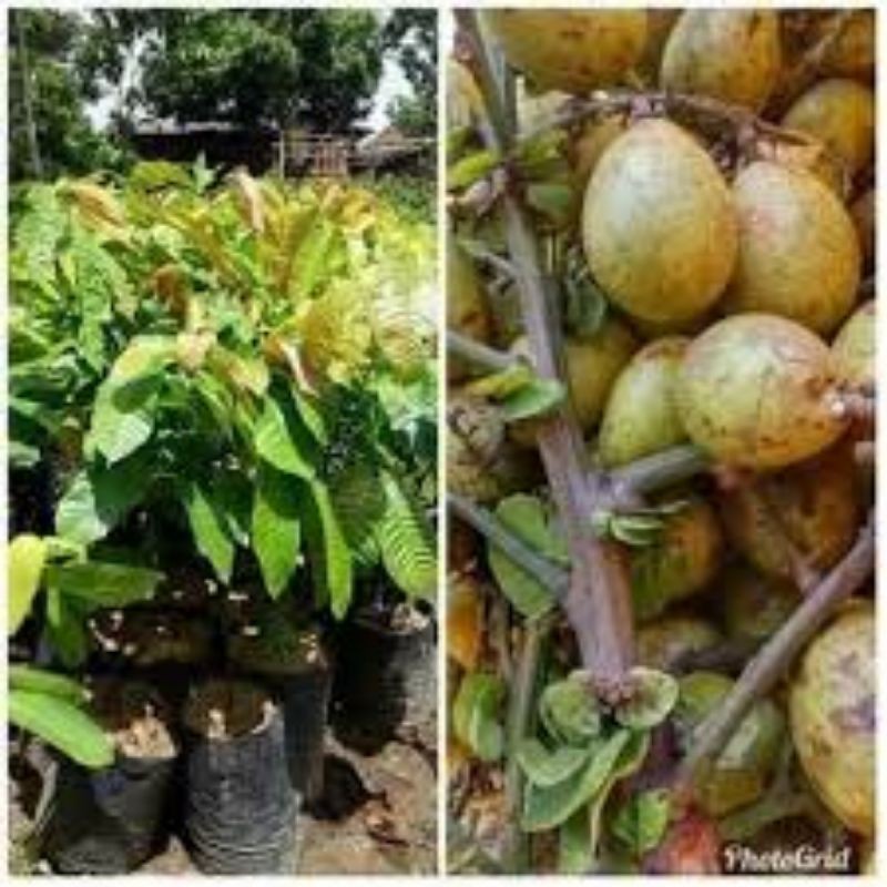 bibit buah matoa/pohon buah matoa