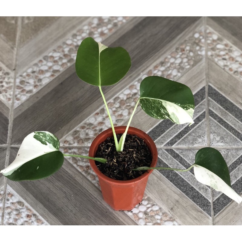 Jual Monstera Variegata Shopee Indonesia