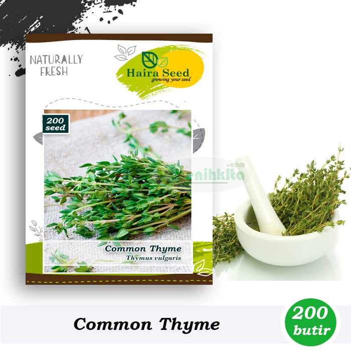 Benih-Bibit Herb Thyme (Haira Seed)