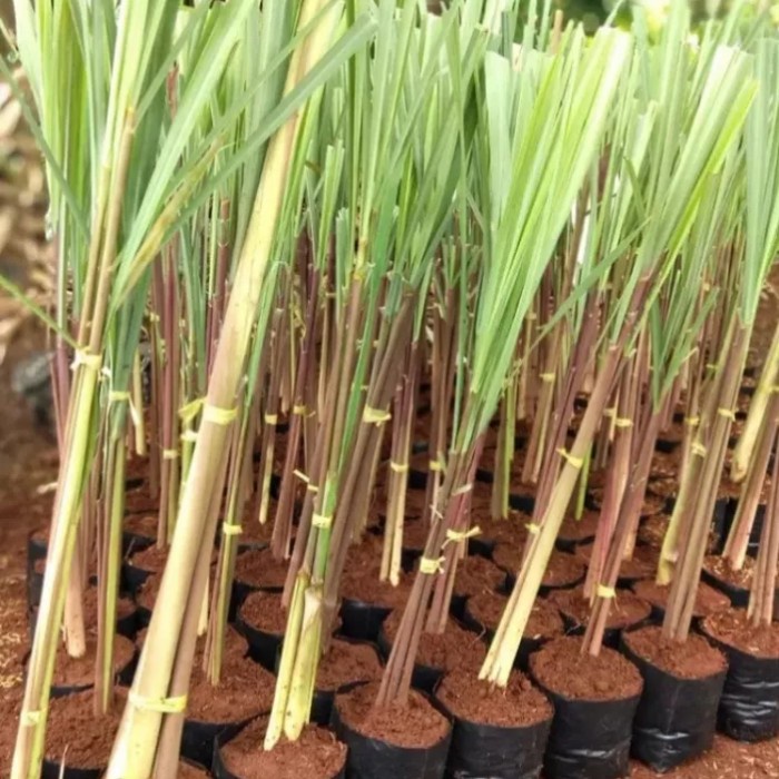 Bibit tanaman Jahe Merah - tanaman herbal dan bumbu masakan