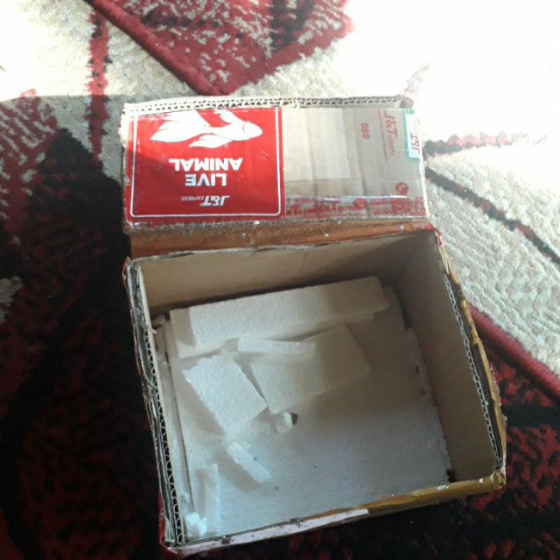 

packing aman , sterofoam