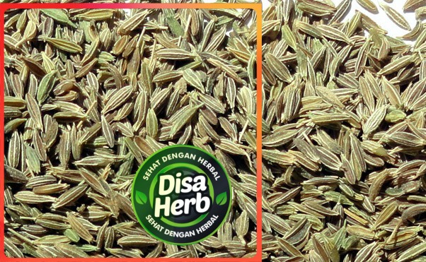 

ADAS JAWA/ADAS IJO KERING 500 GRAM - Foeniculum Vulgare - MURNI - JSR - REMPAH - PREMIUM QUALITY