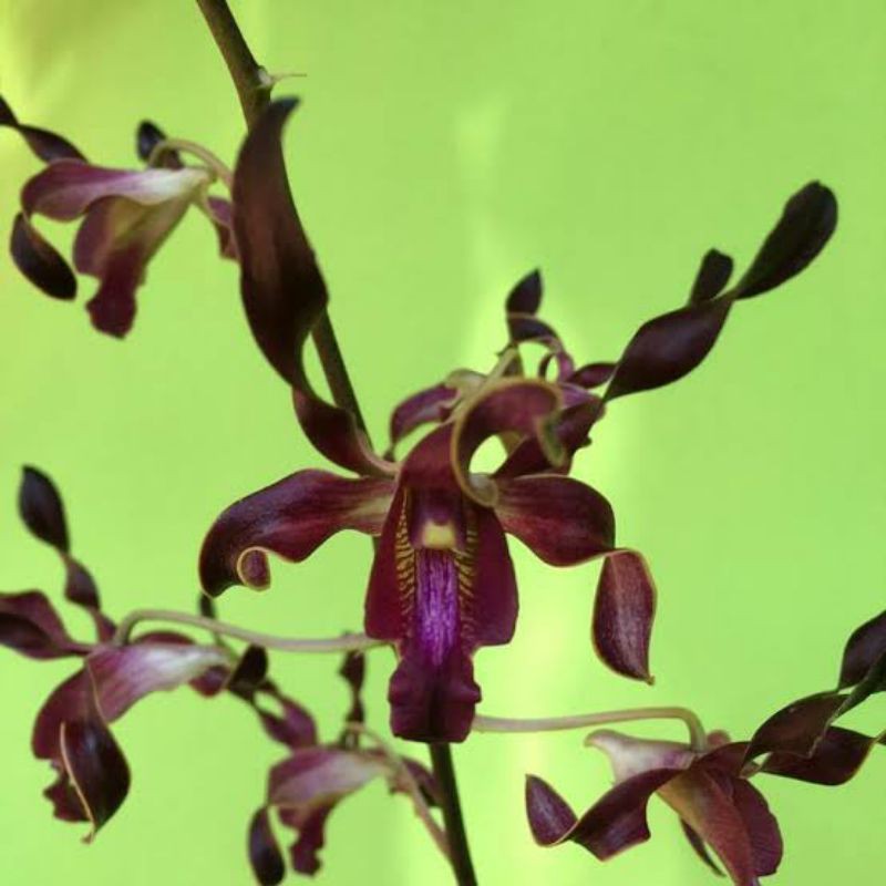 Anggrek Dendrobium Black Spider x Lasiantera