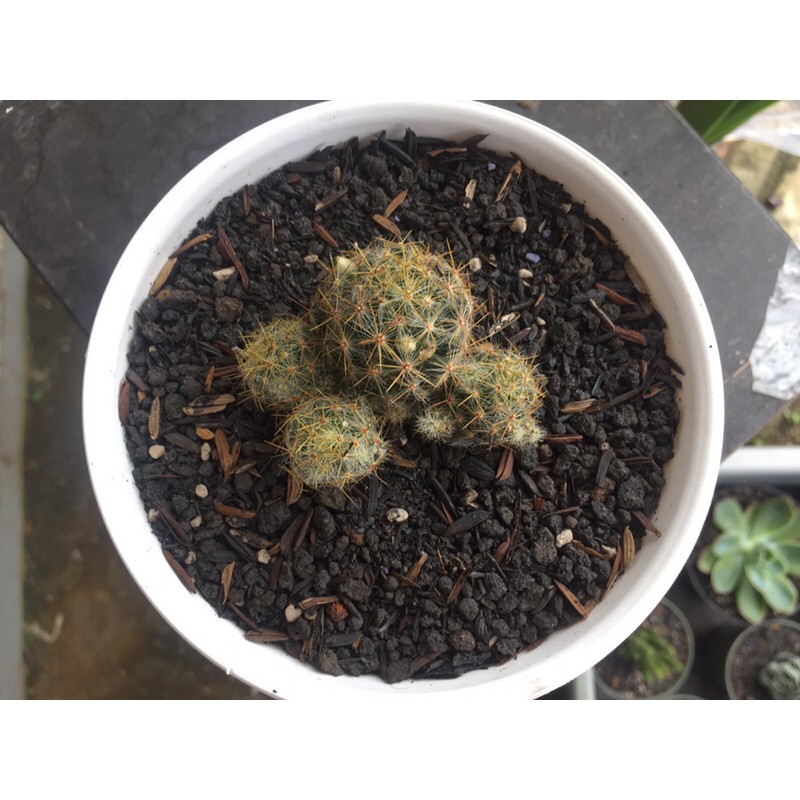 Kaktus Hias ownroot Mammilaria prolifera cluster mamilaria berbunga big size besar