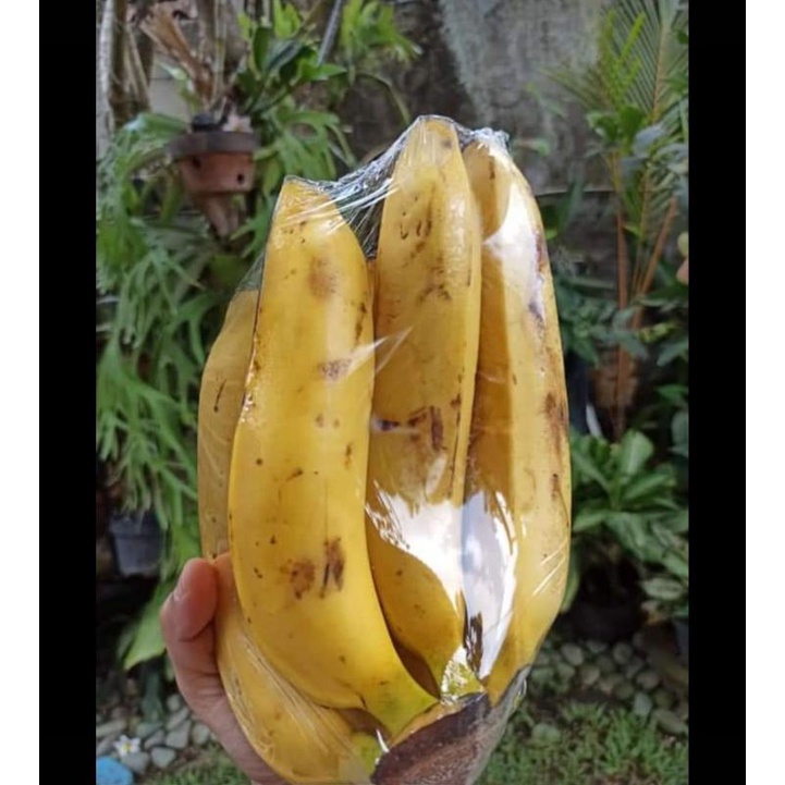 

pisang cavendish