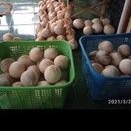 

Kelapa Kopyor Kelapa Super Tebal Ukuran XL